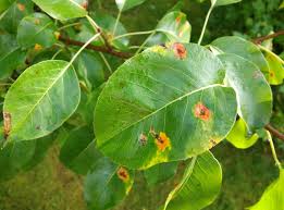 rusty spots on pear leaves signs and