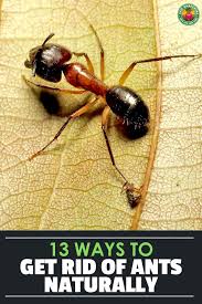 Ant Control Tips Epic Gardening
