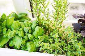 Essential Herbs For Your Kitchen Garden