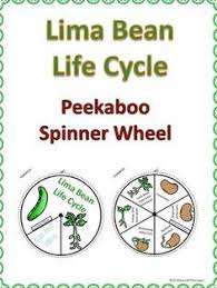 Lima Bean Life Cycle Sunflower Life Cycle Life Cycles