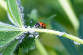 aphids off your plants
