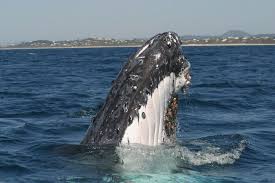 Humpback Whale Population Increasing Like Crazy Say