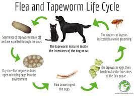 intestinal worms tapeworms pet