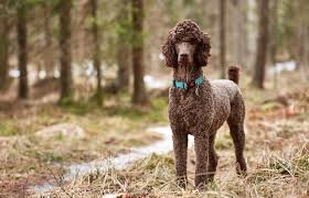 poodle names 375 oodles of names for