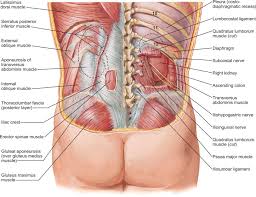 A constant dull ache in your right lower back or sharp, agonizing back pain could also come from inflammation or disease in an internal organ below your ribs. Lumbar Nerves An Overview Sciencedirect Topics