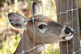 Garden Fences Keeping Wildlife On The