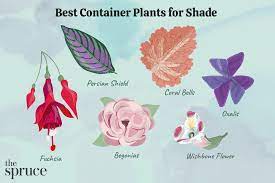 11 great shade plants for container gardens