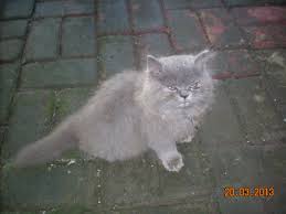 Kucing british shorthair terkait erat dengan sepupu mereka yaitu american shorthair. Kucing Anggora Abu Abu Putih Kecil Doni Gambar