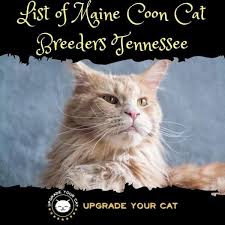 maine cat breeders tennessee
