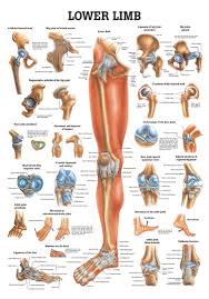 The Human Lower Limb Anatomical Chart