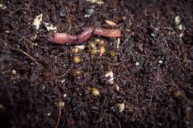 Watch this video to learn all about our worms in the greenhouse! 2000 Red Wiggler Worms X 4 Red Wiggler Worms Worm Farm Worm Composting
