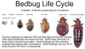 Courtesy Pest Control Bedbugs