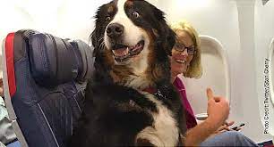 flying with an emotional support dog or