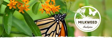 monarch magic why grow milkweed