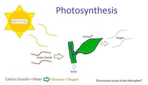 Photosynthesis And Cellular Respiration At The Atomic Level