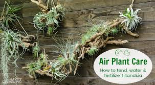 air plant care how to tend fertilize