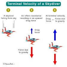 Terminal Velocity Of Human Skydiver