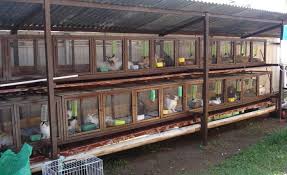 The film is a sequel to 2018's peter rabbit produced by sony pictures animation, and is based on the stories of peter rabbit created by beatrix potter. Housing Is Very Essential In Rabbit Management Jaguza Farm Support