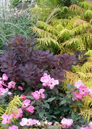 burgundy plants and flowers