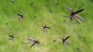 Продължителността на живот на комарите е между 4 и 8 седмици.1. Nashestvie Na Komari V Ruse Video Nova