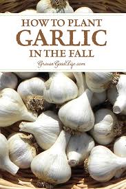 Planting Garlic In The Fall Garden