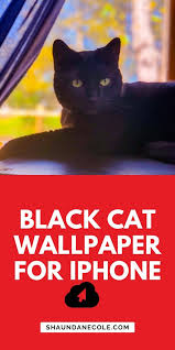 Black Cat Wallpaper For Iphone I