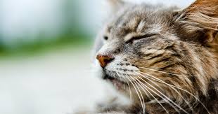 Cats with urinary stones may show many of the same symptoms as cats with other urinary tract diseases, such as urinary tract infections or kidney bladder stones can be seen in cats of any age, but are more frequently seen in older cats. Flutd Feline Lower Urinary Tract Disease In Cats Petcurean