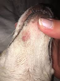 red lump under dogs jaw