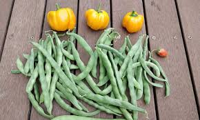 pole beans everything to know about