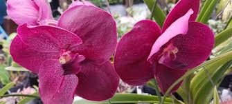 Orchid Vanda Mem Ted Carter Burgundy