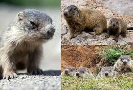 When Does Groundhogs Have Babies gambar png