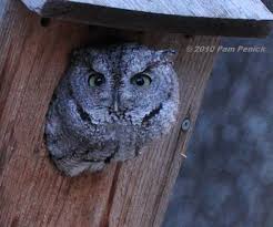 Screech Owl In The House Digging