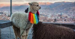 what s the difference between a llama