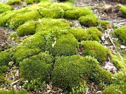 19 Types Of Mosses For Your Garden