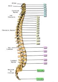 The Human Spine Spine Vertebrae Numbers Human Anatomy