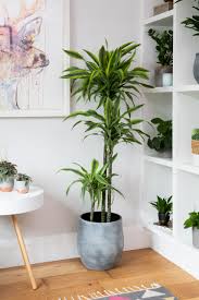 grey houseplant pot indoor plant pots