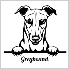 Image result for greyhound clip art free