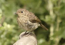 Identifying Young Birds Bto British Trust For Ornithology