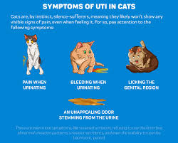 Cats with bladder stones develop feline lower urinary tract disease (flutd); Cat Uti Symptoms Cat Uti Pain Relief Innovet Pet