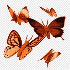 Анимация бабочки, мухи, животные, кисть Footed Butterfly, апельсин png |  PNGWing