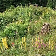 british native wildflowers uk meadow