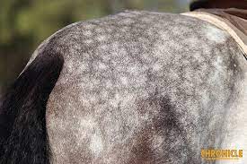 Help Your Horse Shed Its Winter Coat