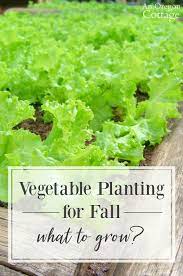 vegetable planting for fall what to