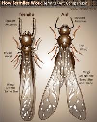 How Termites Work Termite Control Termite Treatment