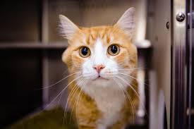 Before you rush into adopting a cat, do realise that having a pet is a big responsibility. June Is National Adopt A Cat Month Orange County Florida Government Facebook