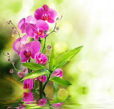 pink petal flowers orchid water