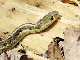garter snake friend to humans not so