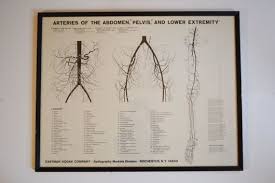 1957 Anatomy Chart Arteries Of The Abdomen Pelvis And