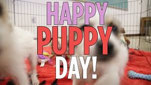 We did not find results for: Adorable Puppies Play To Celebrate National Puppy Day Time