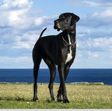 Use the search tool below and browse adoptable great danes! Great Dane Puppies For Sale Adoptapet Com